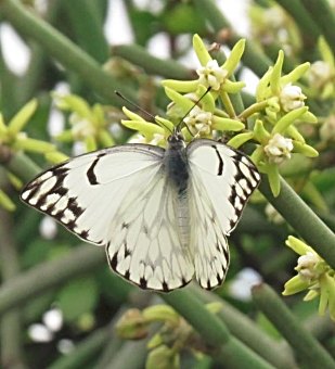 White and Black Butterfly