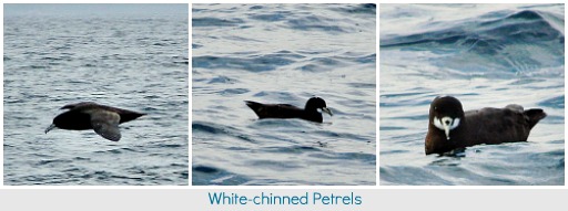 White-chinned petrels White-chinned petrels