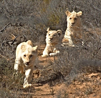 Three of the White Lions introduced to Sanbona Private Reserve.