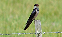 White-throated Swallow
