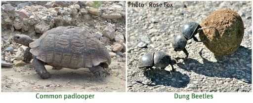 Small creatures that are part of the biodiversity of the Addo