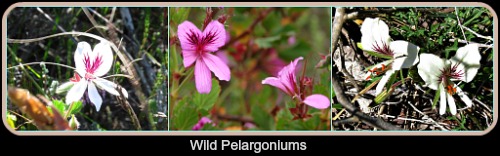 Wild Pelargoniums Wild Pelargoniums