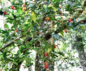 Wild Pomegranate flowering Wild Pomegranate flowering