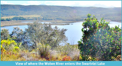 Wolve tributary of he Swartvlei