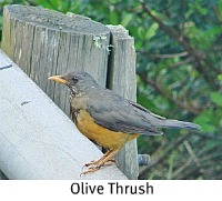 Jaunty Olive Thrush Jaunty Olive Thrush