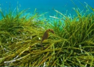 The Knysna Seahorse