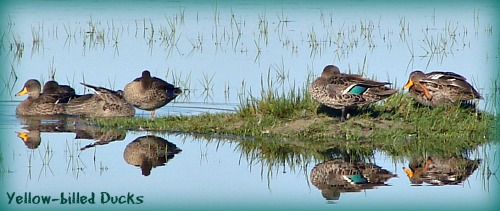 Yellow-billed Ducks