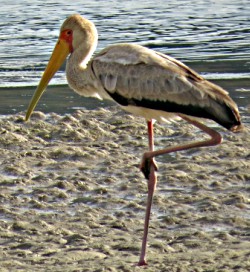 Yellow-billed Stork