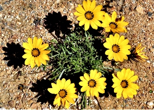 Yellow Gazanias
