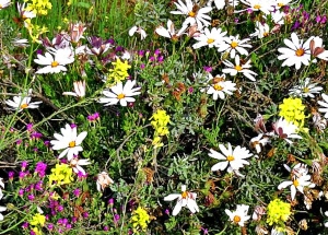 Yellow, White and Pink Mix of Wildflowers