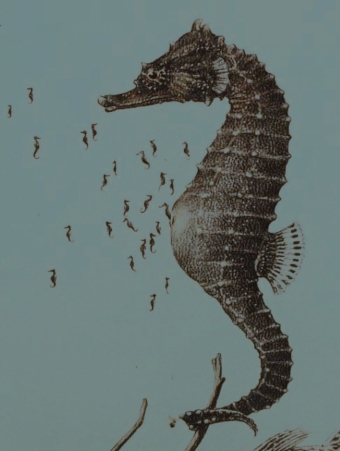 Male Knysna Seahorse expelling the miniature hatchlings from his pouch Male Knysna Seahorse expelling the miniature hatchlings from his pouch