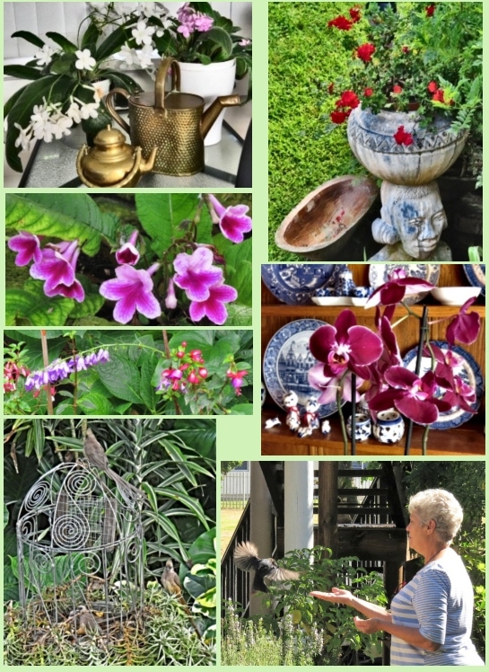 Some scenes of Zanne's second love, her garden